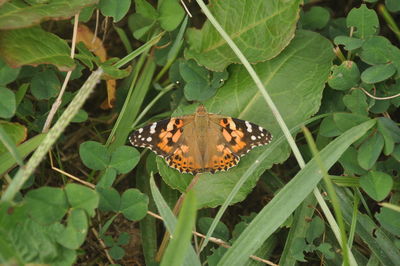 Close-up of butterfly on leaf