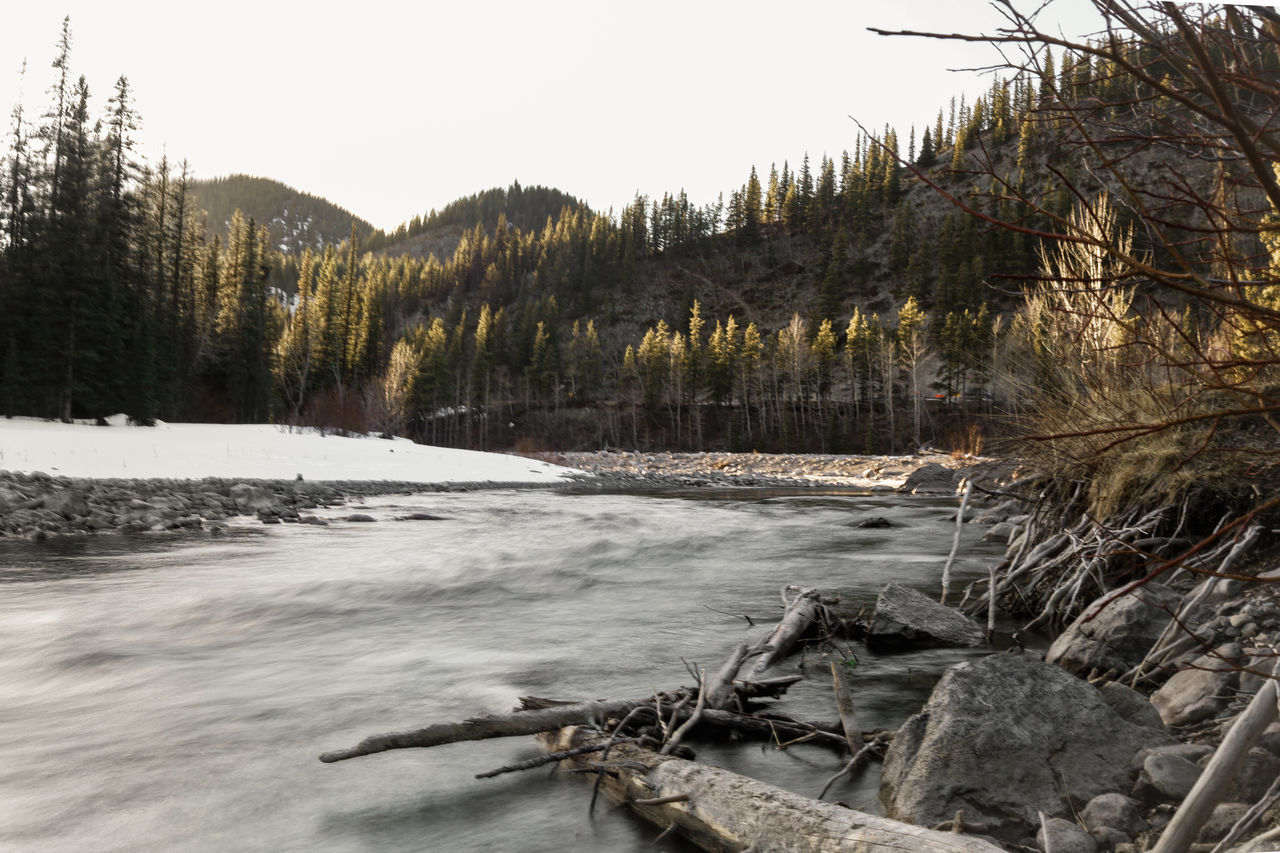 SCENIC VIEW OF RIVER IN FOREST DURING WINTER