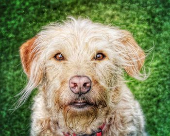 Close-up portrait of dog sitting on field