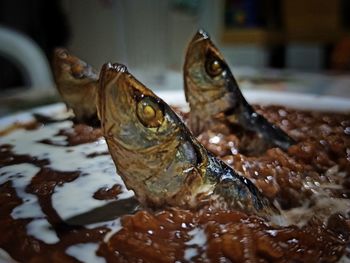 Close-up of fish in glass