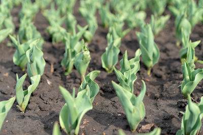 Close-up of plants growing on field