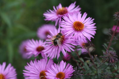 Close-up of bee pollinating flower