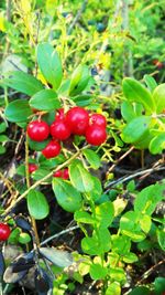 Close-up of berries growing on tree