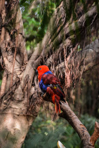 Close-up of parrot perching on branch