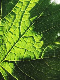 Full frame shot of green leaf