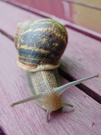 Close-up of a snail