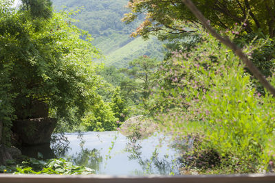 Scenic view of lake in forest