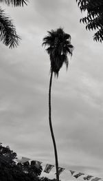 Low angle view of coconut palm tree against sky