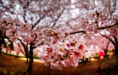 Pink flowers blooming on tree