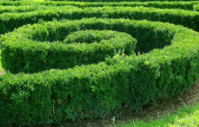 Plants growing in garden