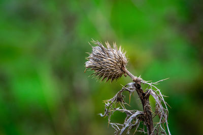 Close-up of dried thistle plant