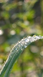 Close-up of water drops on plant against blurred background