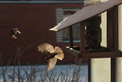 Birds flying against feeder during winter