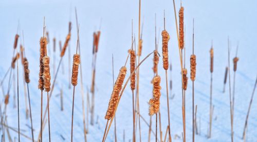 Close-up of stalks in field against sky