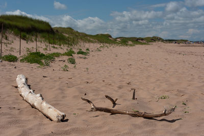 View of driftwood on beach against sky