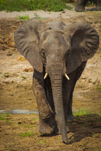 Elephant standing in a field