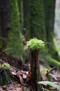 Close-up of moss growing on tree trunk