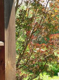 Plants growing on tree trunk
