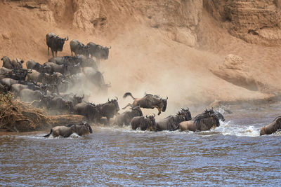 Wildebeest crossing the mara river during the annual great migration.