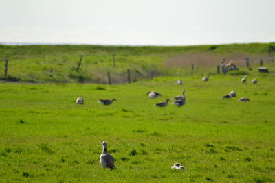 Flock of birds on grassy field