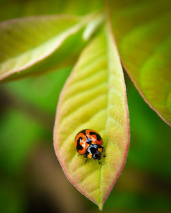 Close-up of ladybug on leaf