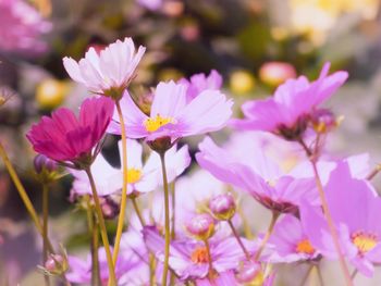 Close-up of pink flowering plants