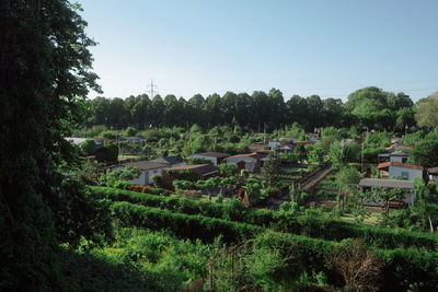 Trees and houses on field against sky