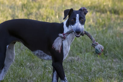 Close-up of dog running on field