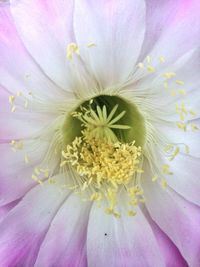 Macro shot of pink flower