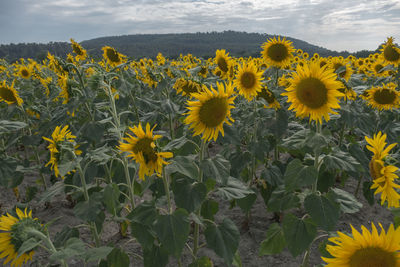 Close-up of sunflower field