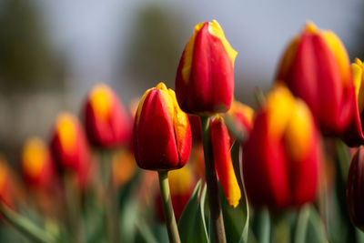 Close-up of red tulip