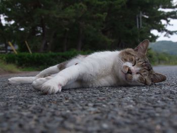 Cat resting on road