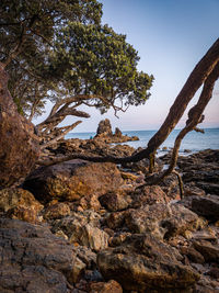 Trees on rocks by sea against clear sky