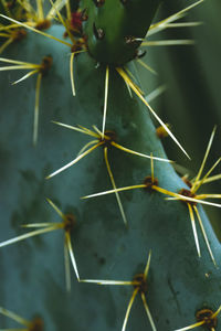 Full frame shot of succulent plant