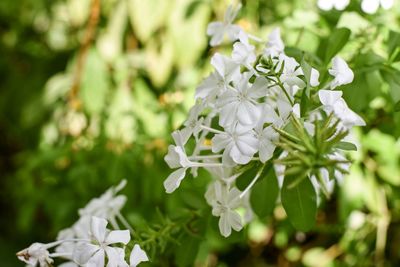 Close-up of white flowers