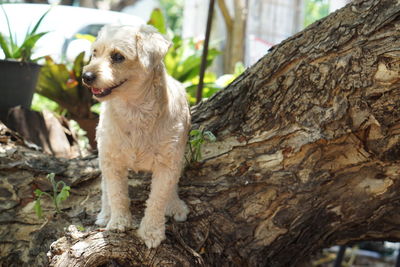 Dog looking away