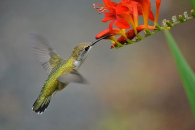 Close-up of bird flying