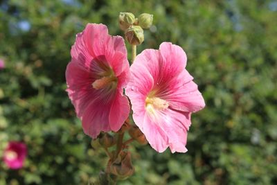 Close-up of pink hibiscus flower
