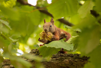 Squirrel on a tree