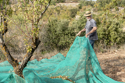 Male farmer harvesting almonds by hand in a traditional way.