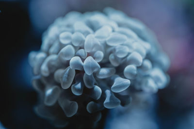 Close-up of blue water