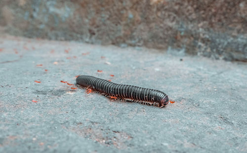 High angle view of insect on ground