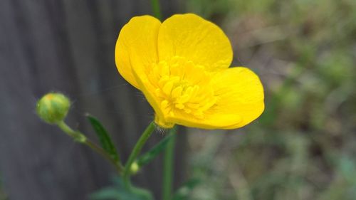 Close-up of yellow flowering plant