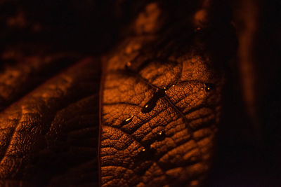 Close-up of dry leaf on wood