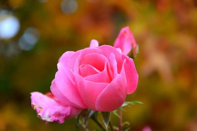 Close-up of pink rose blooming outdoors