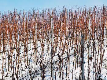 Low angle view of plants against clear sky during winter