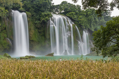 Scenic view of waterfall in forest