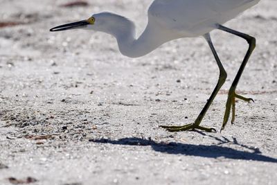 Side view of a bird on land