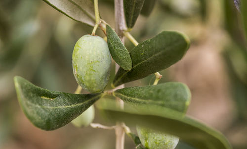 Detail of a bunch of ligurian olives used to produce high quality italian oil