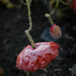 Close-up of red flower